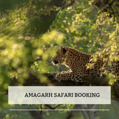 Amagarh Safari booking Image