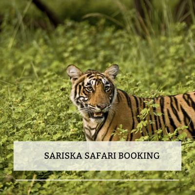 Sariska Safari booking Image