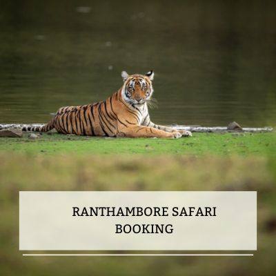 Ranthambore Safari booking Image