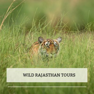 Wild Rajasthan Tour JPG